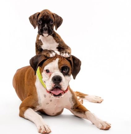 Local Pet Stores