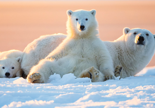 Majestic Arctic Beauty