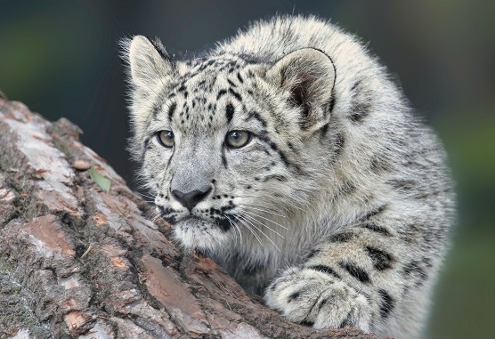 Majestic Creature