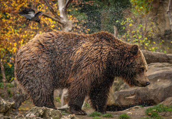 Majestic Grizzly Bear in the Wilderness