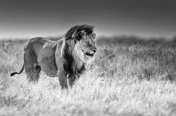 Majestic Lion Portrait