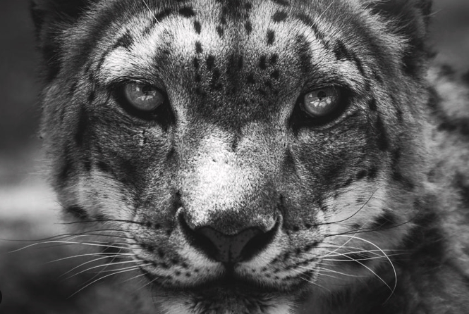 Mysterious Snow Leopard