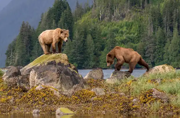 Natural Beauty of the Wildlife