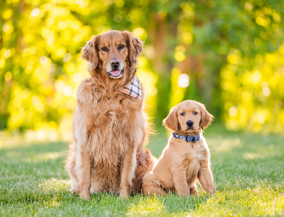 Pawsitively Perfect