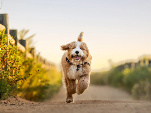 Pet-Friendly Parks