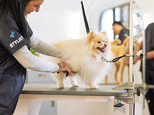 Pet Groomers