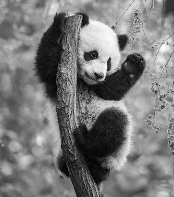 Playful Panda Cubs