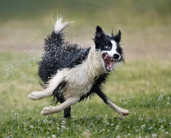 Playful Puppies