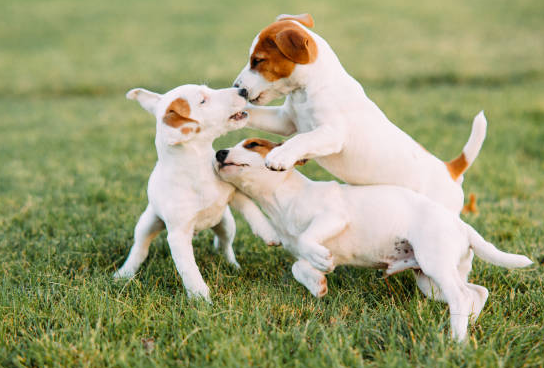 Playful Pups in Action