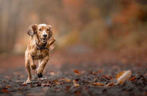 Professional Pet Photographers