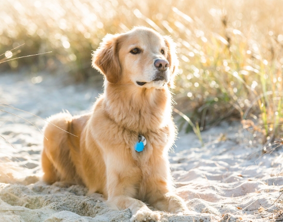 Professional Pet Photography