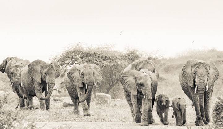 Regal Elephant Herd