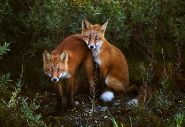 Respect for wildlife