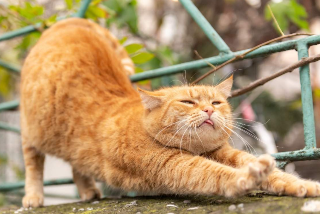 Showcasing Your Cat's Beauty