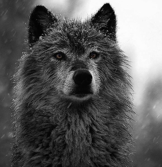 Stunning Portraits