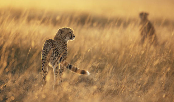 Supporting conservation efforts