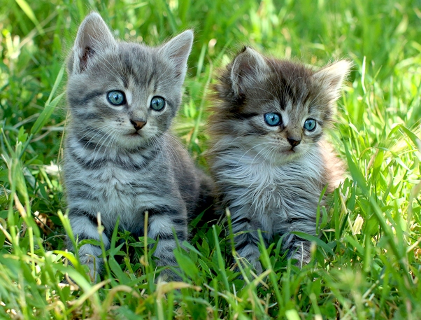 The Best Animal Photos of 2022