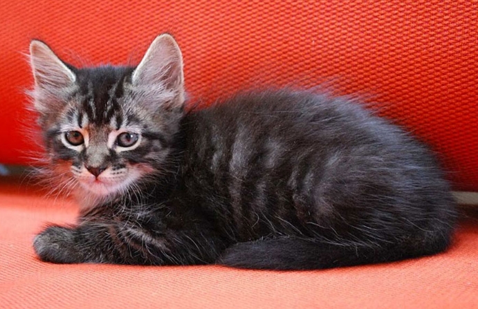 Tips for the Perfect Cat Portrait Photo