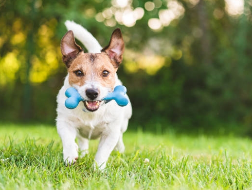 Use treats and toys