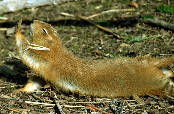 Utilize Wildlife Websites and Organizations