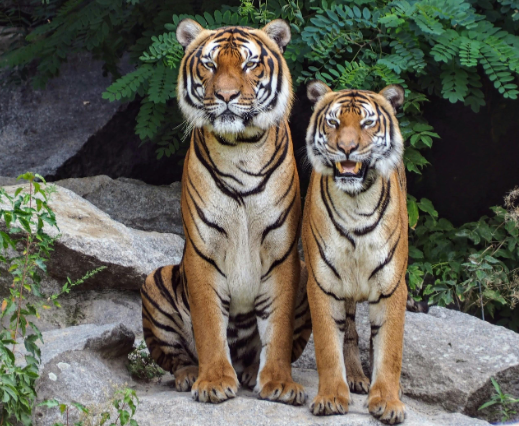 Variety of Animals