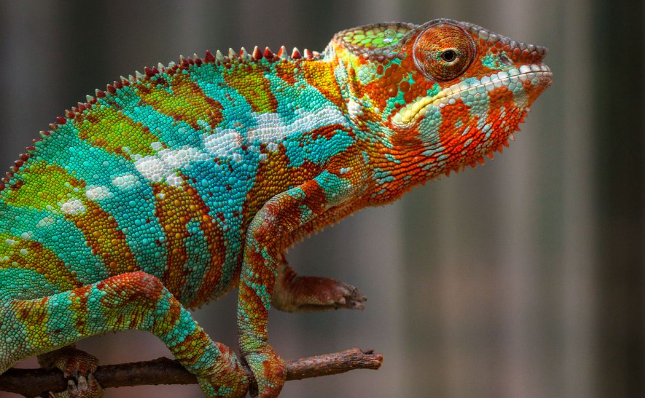 Vibrant colors and intricate details