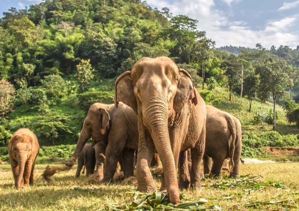 Visit Wildlife Reserves and Sanctuaries