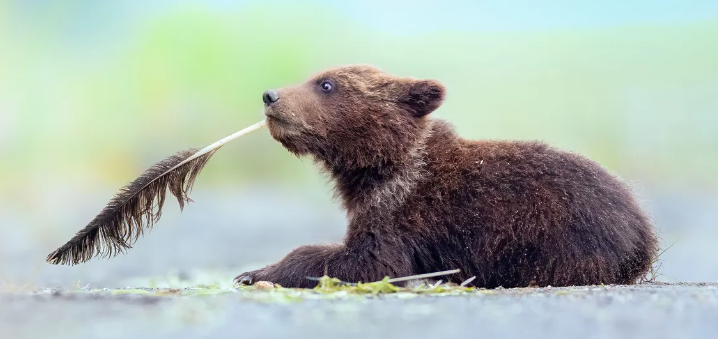Wacky Wildlife