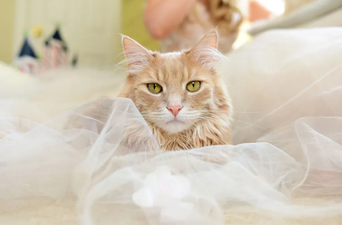 Where to Find Professional Cat Photography Services