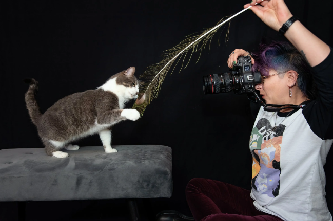 Why Choose Professional Cat Photography Services