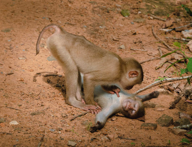 Wildlife Gone Wild
