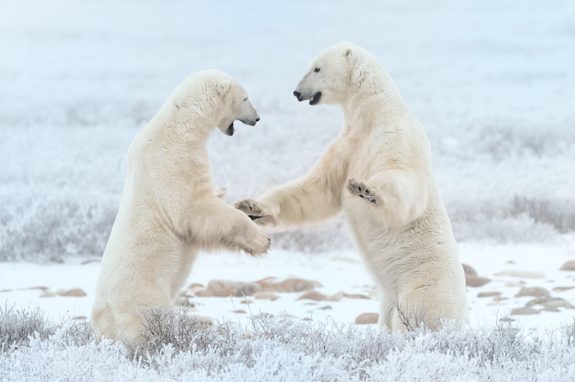 Wildlife Photographer's Skill