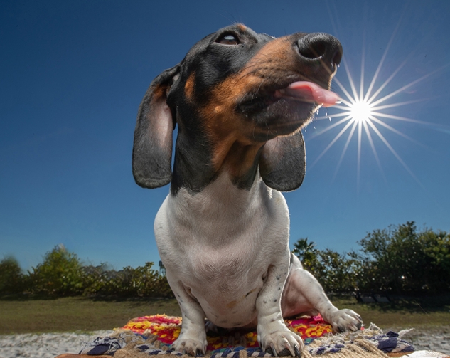 a gold photo pet photography