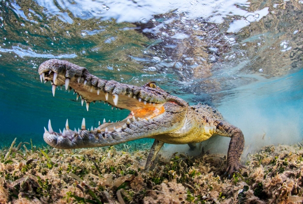 a wildlife photographer photographs a crocodile