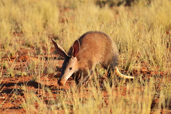 aardvark photography1