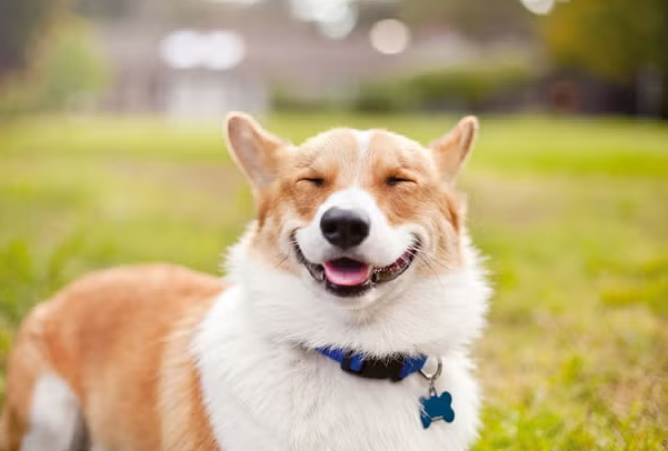 adorable dog photos