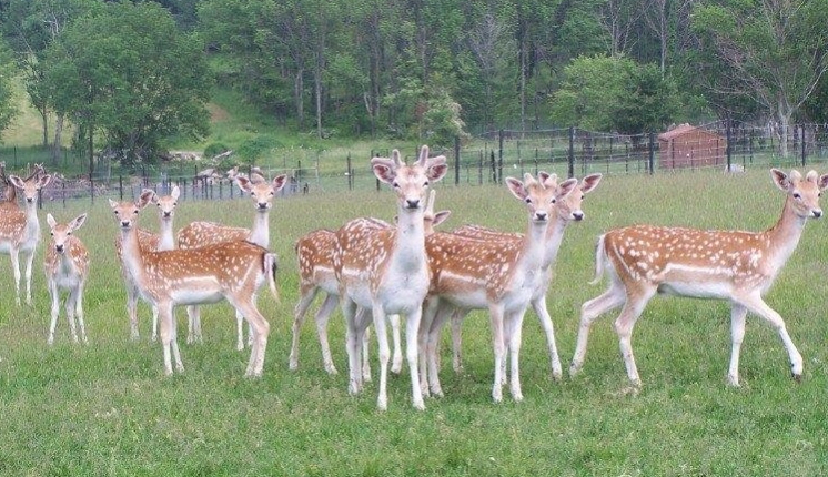 action wildlife photos