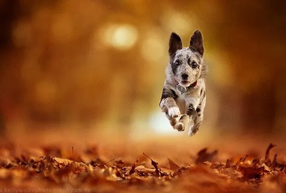 action dog photography