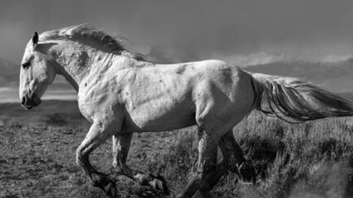 animal photo black and white
