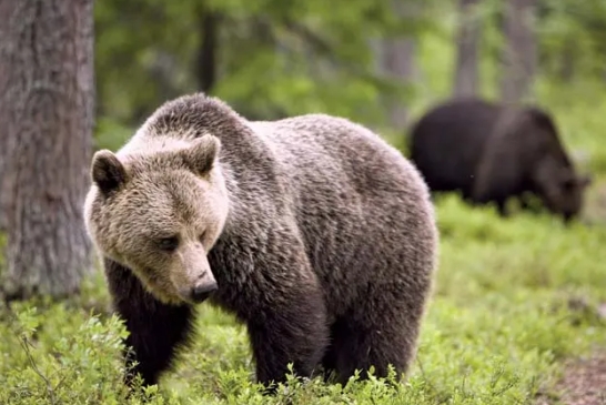 animal nature photos