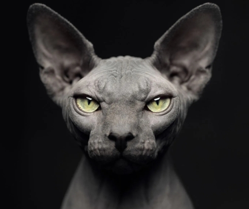 animal photo portraits