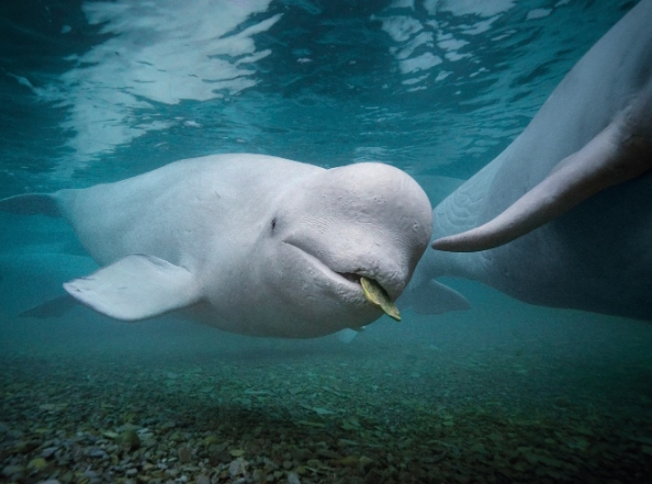 animal photo photo photo