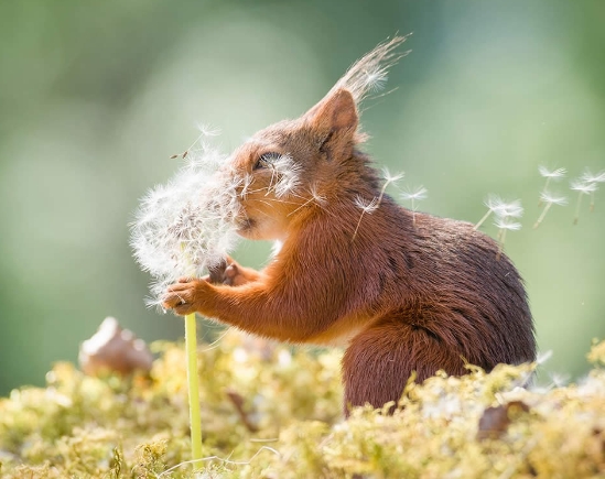 animal photo of the year