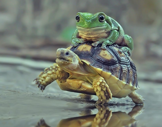 animal nature photography
