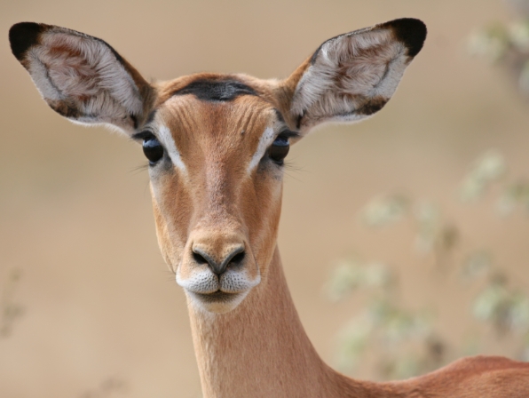 animal headshots