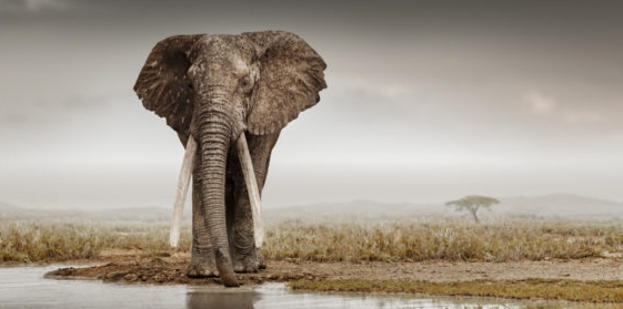 animal photography art