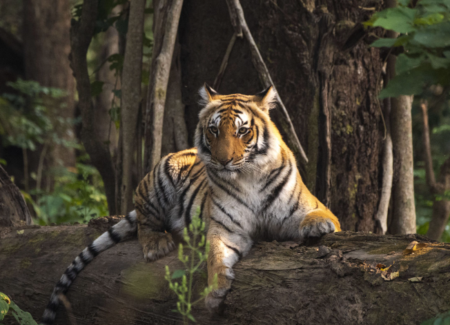 animal photography websites