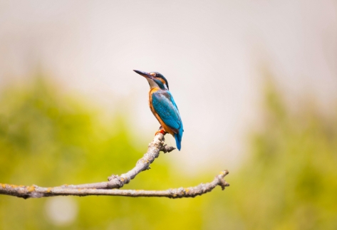 animal photography hd