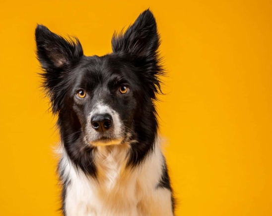 animal photography dog