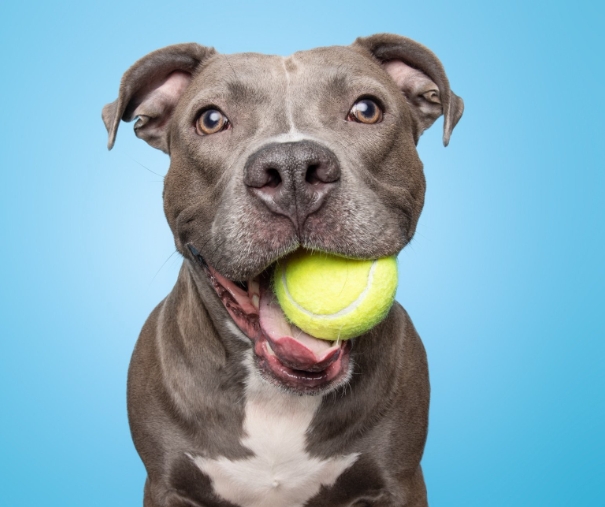 animal photo studio